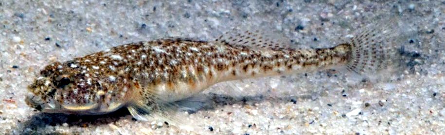 Pomatoschistus marmoratus_321